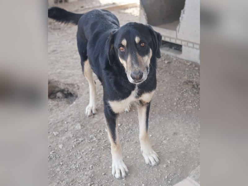 Venia, geb. ca. 07/2021, lebt in GRIECHENLAND, auf einer privaten Pflegestelle