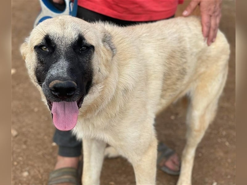 Romero, geb. ca. 12/2021, lebt in GRIECHENLAND, auf einem Gelände, auf dem die Hunde notdürftig vers