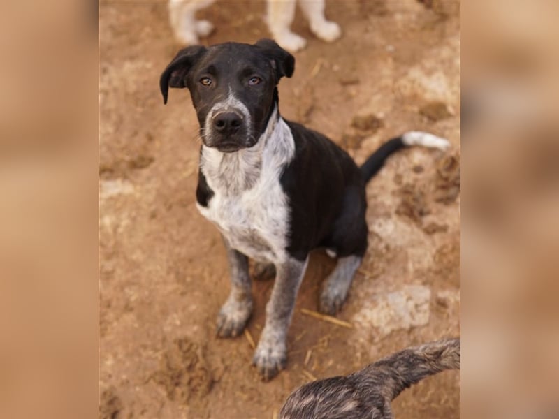 Wilson, geb. ca. 07/2023, lebt in GRIECHENLAND, im städt. Tierheim Serres