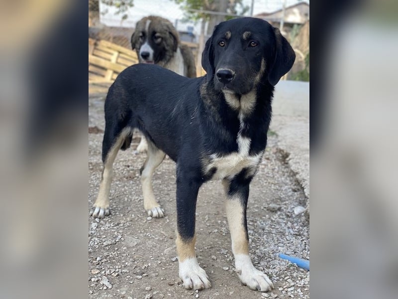 Kuno, geb. ca. 11/2023, lebt in GRIECHENLAND, im städt. Tierheim Serres