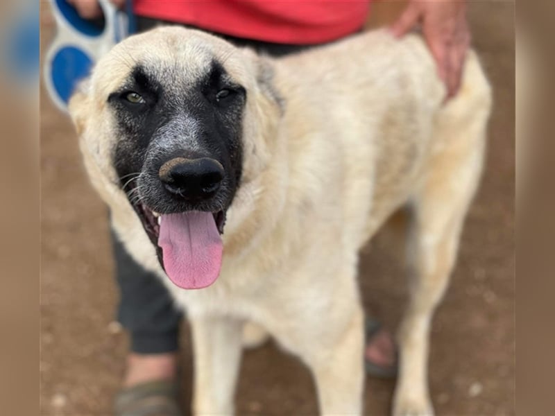 Romero, geb. ca. 12/2021, lebt in GRIECHENLAND, auf einem Gelände, auf dem die Hunde notdürftig vers