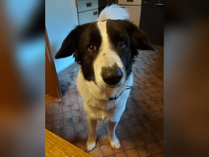 Vermittlungshilfe für Sweety, geb. ca. 11/2021, lebt in einer Familie in 59423 Unna