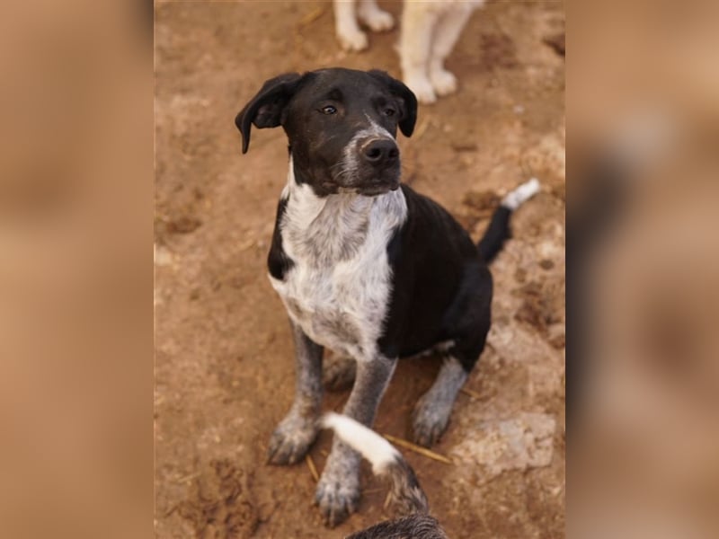 Wilson, geb. ca. 07/2023, lebt in GRIECHENLAND, im städt. Tierheim Serres