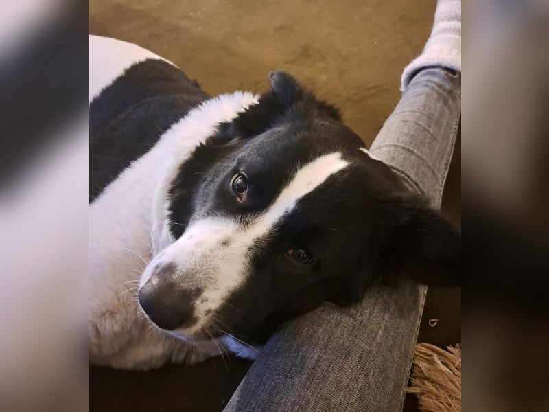 Vermittlungshilfe für Sweety, geb. ca. 11/2021, lebt in einer Familie in 59423 Unna