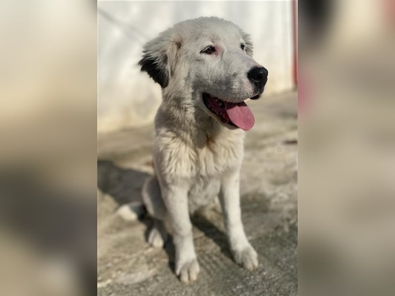 Canja, geb. ca. 08/2022, lebt in GRIECHENLAND, im städt. Tierheim Serres