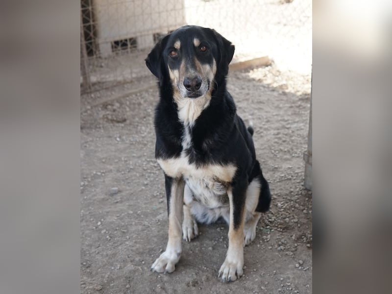 Venia, geb. ca. 07/2021, lebt in GRIECHENLAND, auf einer privaten Pflegestelle