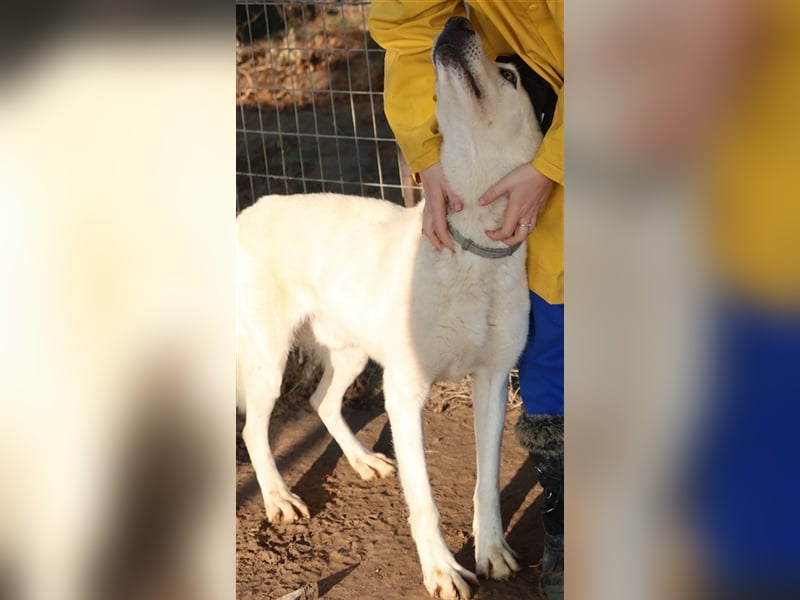 Luuk, geb. ca. 12/2018, lebt in GRIECHENLAND, im städt. Tierheim Serres