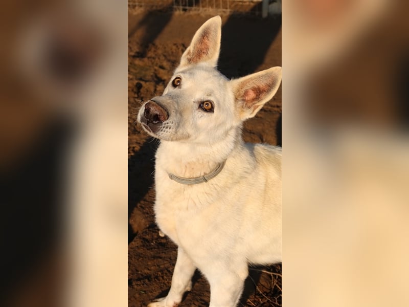 Luuk, geb. ca. 12/2018, lebt in GRIECHENLAND, im städt. Tierheim Serres