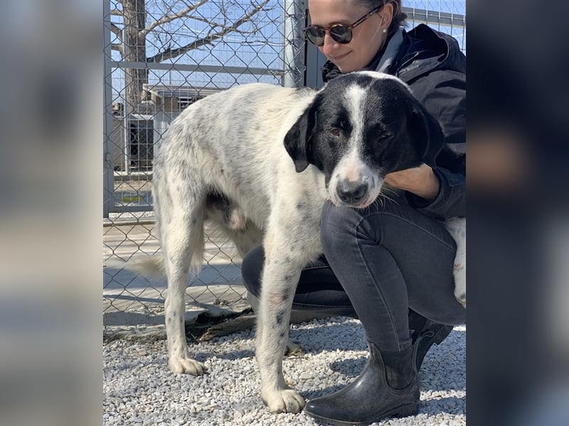 Kniffel, geb. ca. 03/2021, lebt in GRIECHENLAND, im städt. Tierheim Serres