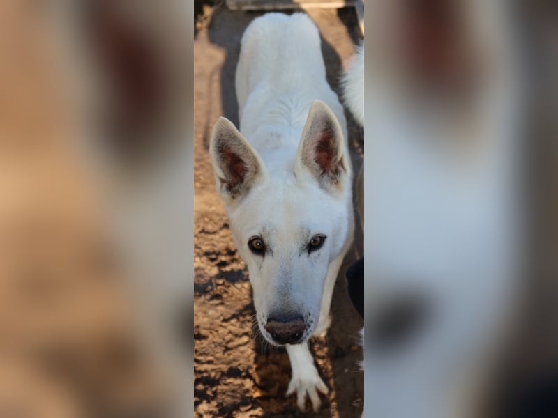 Luuk, geb. ca. 12/2018, lebt in GRIECHENLAND, im städt. Tierheim Serres