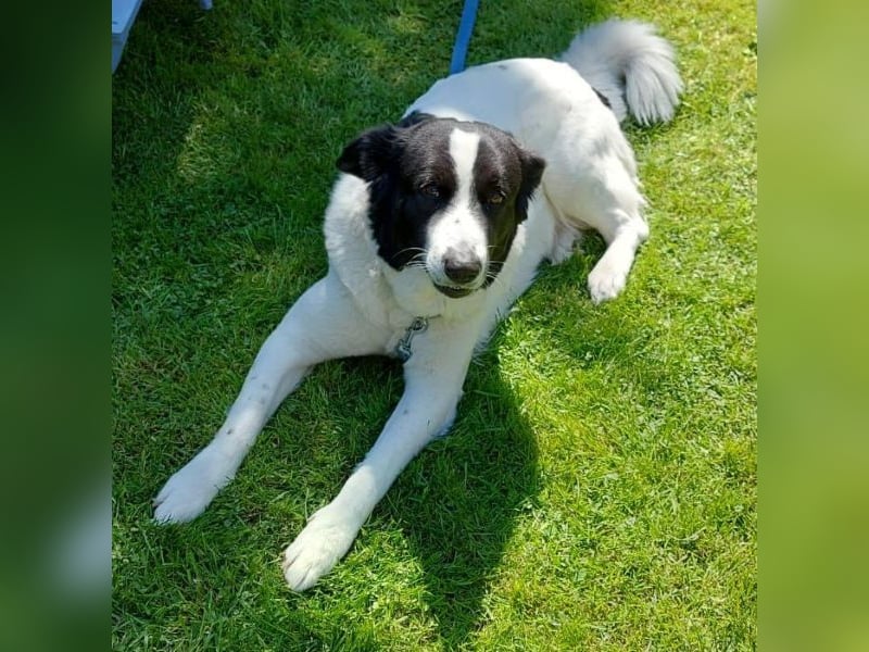 Vermittlungshilfe für Sweety, geb. ca. 11/2021, lebt in einer Familie in 59423 Unna