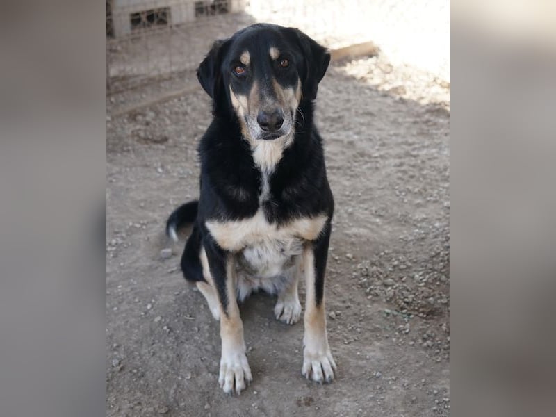 Venia, geb. ca. 07/2021, lebt in GRIECHENLAND, auf einer privaten Pflegestelle