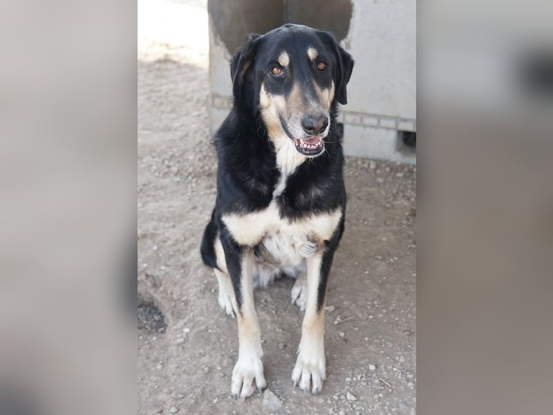 Venia, geb. ca. 07/2021, lebt in GRIECHENLAND, auf einer privaten Pflegestelle