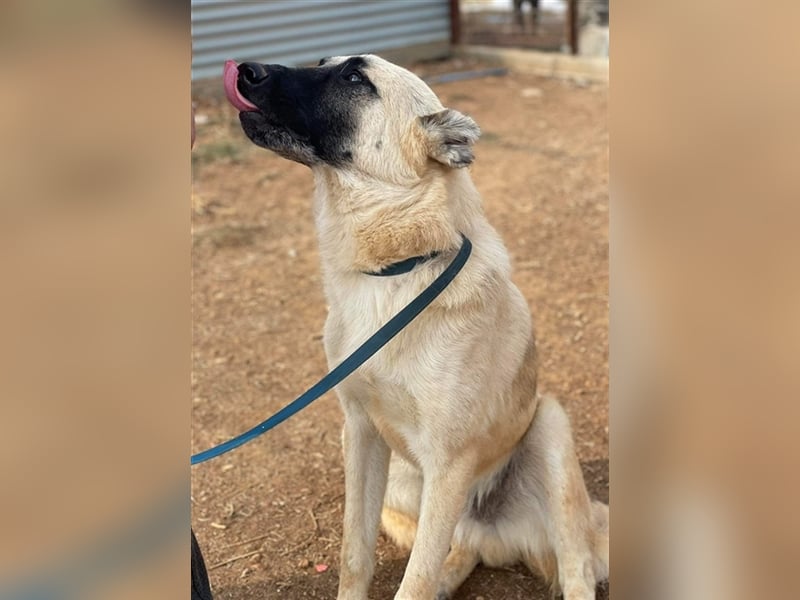 Romero, geb. ca. 12/2021, lebt in GRIECHENLAND, auf einem Gelände, auf dem die Hunde notdürftig vers