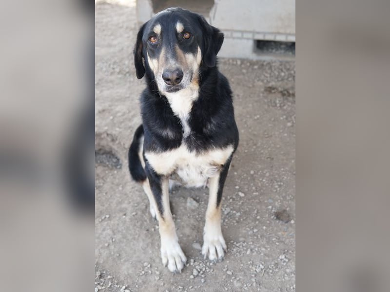 Venia, geb. ca. 07/2021, lebt in GRIECHENLAND, auf einer privaten Pflegestelle