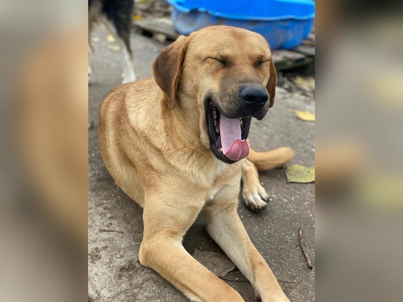 Nobu, geb. ca. 04/2021, lebt in GRIECHENLAND, im städt. Tierheim Serres