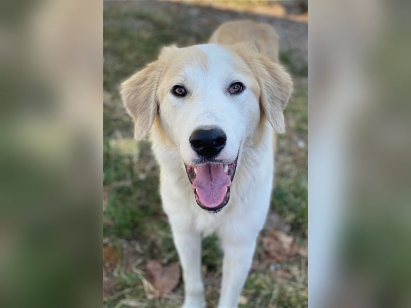 Buddy, geb. ca. 01/2022, lebt in GRIECHENLAND, im städt. Tierheim Serres