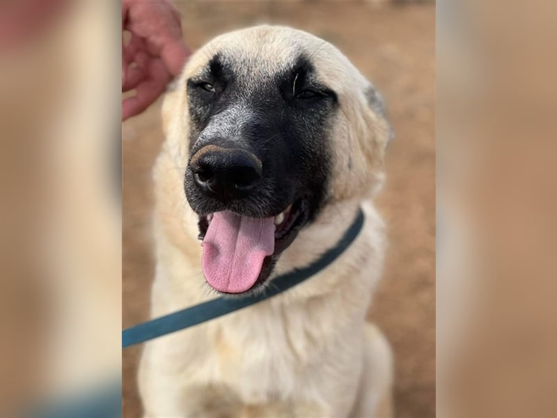 Romero, geb. ca. 12/2021, lebt in GRIECHENLAND, auf einem Gelände, auf dem die Hunde notdürftig vers