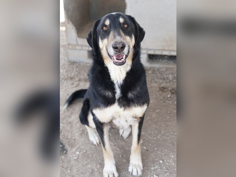 Venia, geb. ca. 07/2021, lebt in GRIECHENLAND, auf einer privaten Pflegestelle