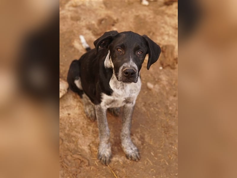 Wilson, geb. ca. 07/2023, lebt in GRIECHENLAND, im städt. Tierheim Serres