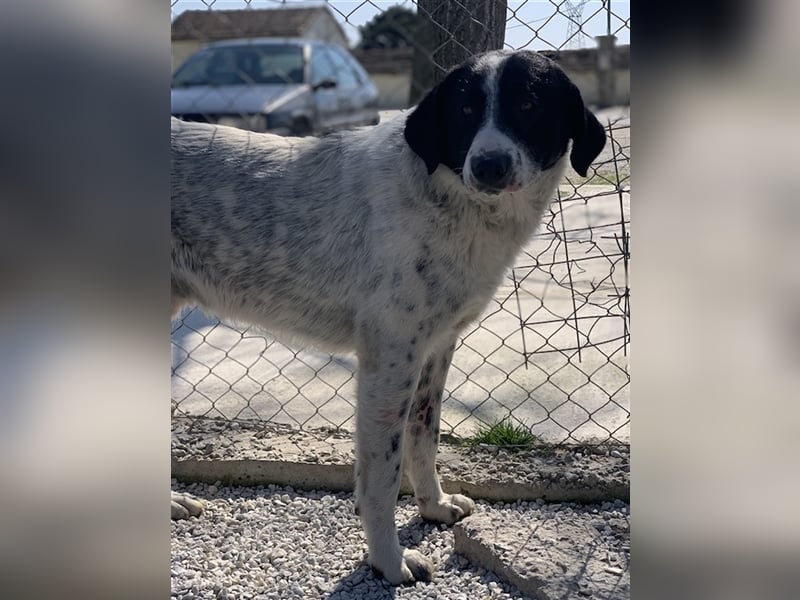 Kniffel, geb. ca. 03/2021, lebt in GRIECHENLAND, im städt. Tierheim Serres