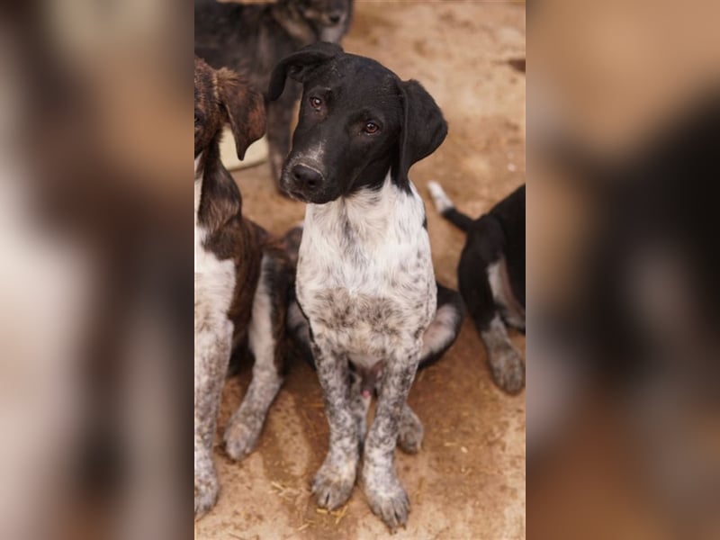 Tinu, geb. ca. 07/2023, lebt in GRIECHENLAND, im städt. Tierheim Serres