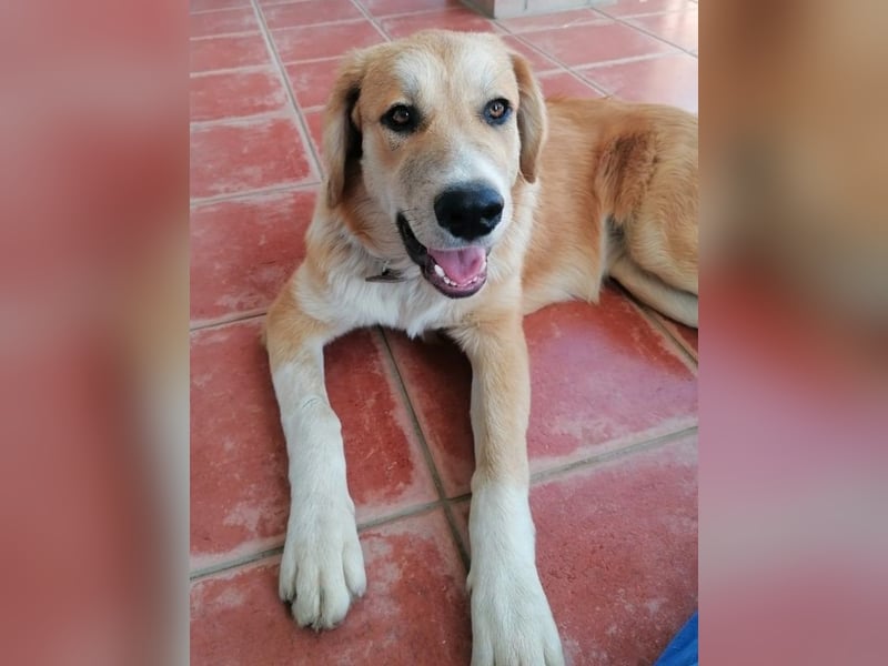 Idis, geb. ca. 12/2023, lebt in GRIECHENLAND, auf einer privaten Pflegestelle