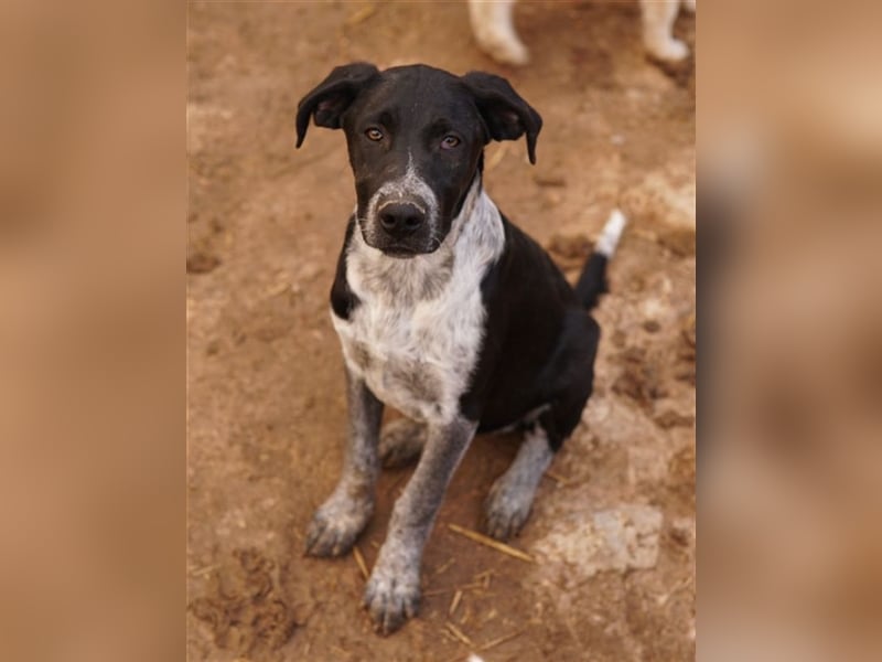 Wilson, geb. ca. 07/2023, lebt in GRIECHENLAND, im städt. Tierheim Serres