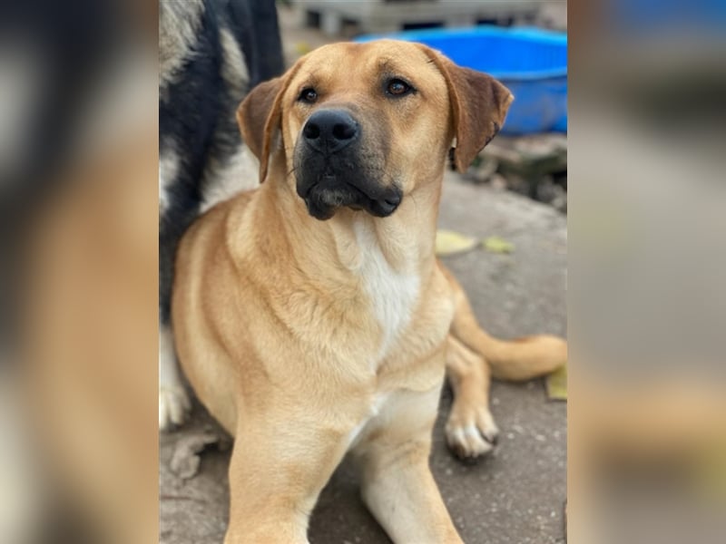 Nobu, geb. ca. 04/2021, lebt in GRIECHENLAND, im städt. Tierheim Serres