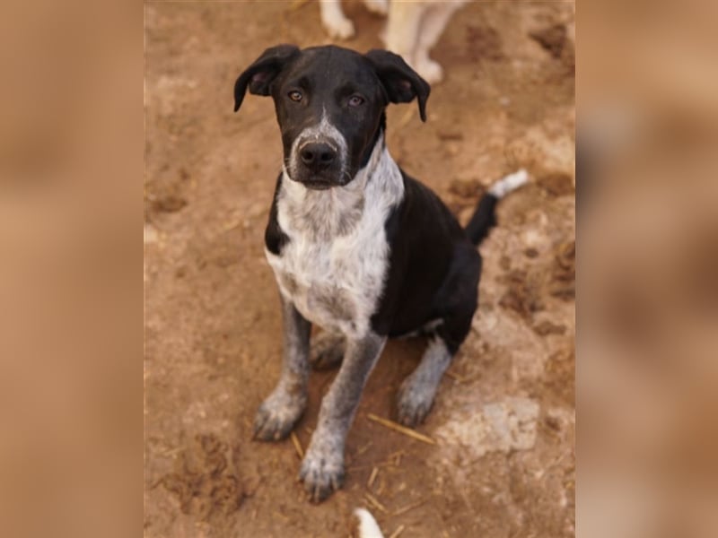 Wilson, geb. ca. 07/2023, lebt in GRIECHENLAND, im städt. Tierheim Serres