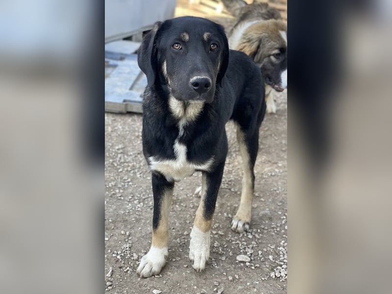 Kuno, geb. ca. 11/2023, lebt in GRIECHENLAND, im städt. Tierheim Serres