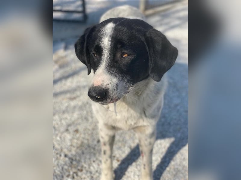 Kniffel, geb. ca. 03/2021, lebt in GRIECHENLAND, im städt. Tierheim Serres