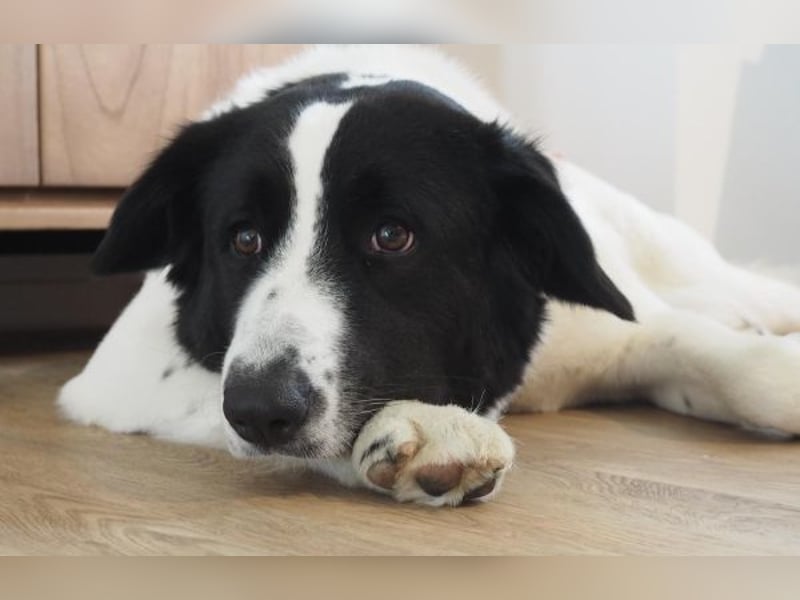 Vermittlungshilfe für Sweety, geb. ca. 11/2021, lebt in einer Familie in 59423 Unna