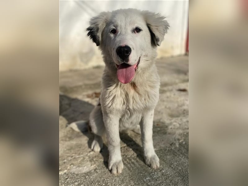 Canja, geb. ca. 08/2022, lebt in GRIECHENLAND, im städt. Tierheim Serres