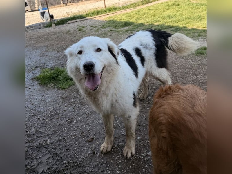 Canja, geb. ca. 08/2022, lebt in GRIECHENLAND, im städt. Tierheim Serres