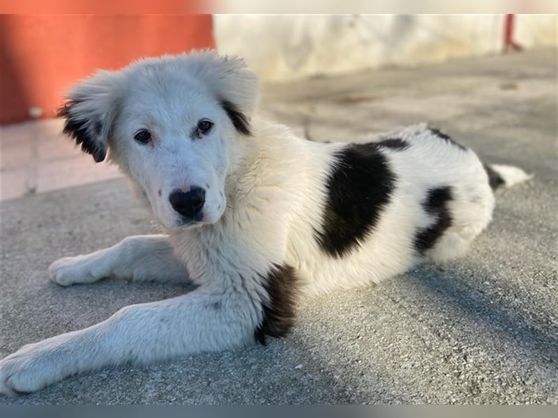 Canja, geb. ca. 08/2022, lebt in GRIECHENLAND, im städt. Tierheim Serres