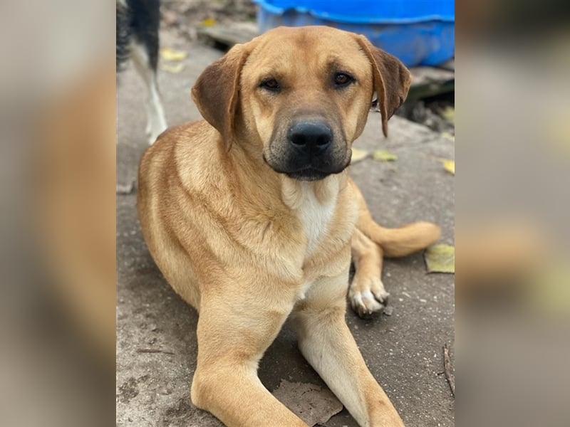 Nobu, geb. ca. 04/2021, lebt in GRIECHENLAND, im städt. Tierheim Serres