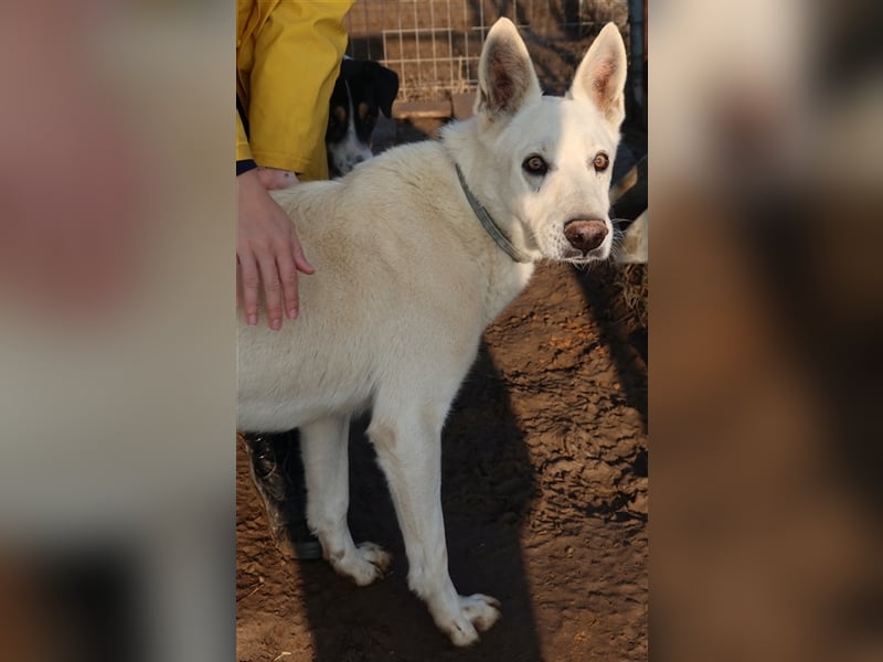 Luuk, geb. ca. 12/2018, lebt in GRIECHENLAND, im städt. Tierheim Serres