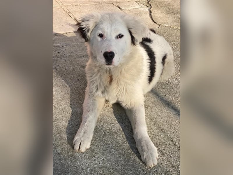 Canja, geb. ca. 08/2022, lebt in GRIECHENLAND, im städt. Tierheim Serres