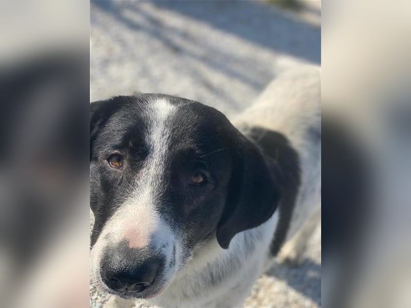 Kniffel, geb. ca. 03/2021, lebt in GRIECHENLAND, im städt. Tierheim Serres