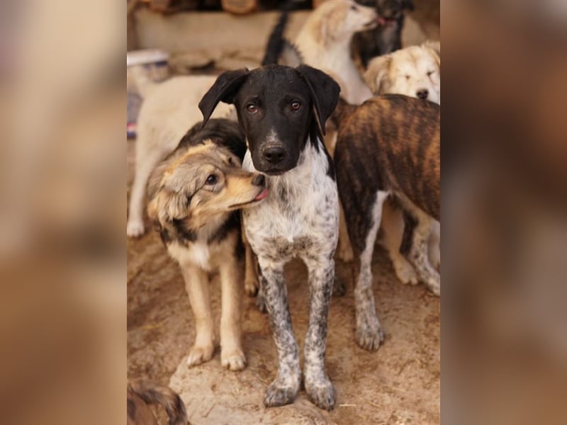 Tinu, geb. ca. 07/2023, lebt in GRIECHENLAND, im städt. Tierheim Serres