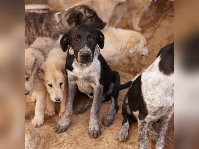 Wilson, geb. ca. 07/2023, lebt in GRIECHENLAND, im städt. Tierheim Serres