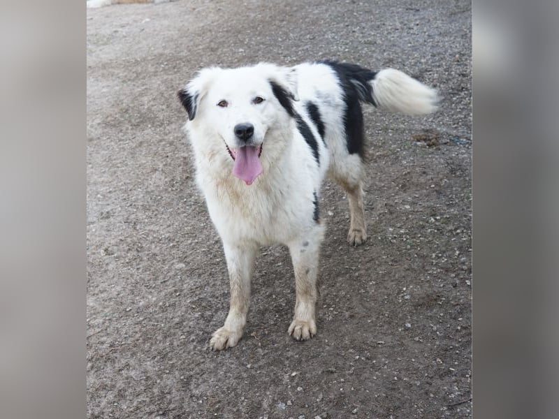 Canja, geb. ca. 08/2022, lebt in GRIECHENLAND, im städt. Tierheim Serres