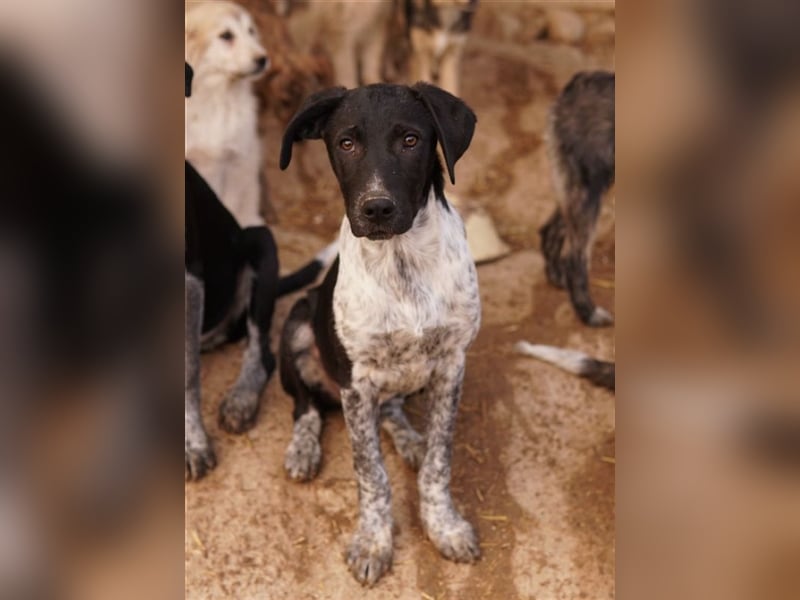 Tinu, geb. ca. 07/2023, lebt in GRIECHENLAND, im städt. Tierheim Serres