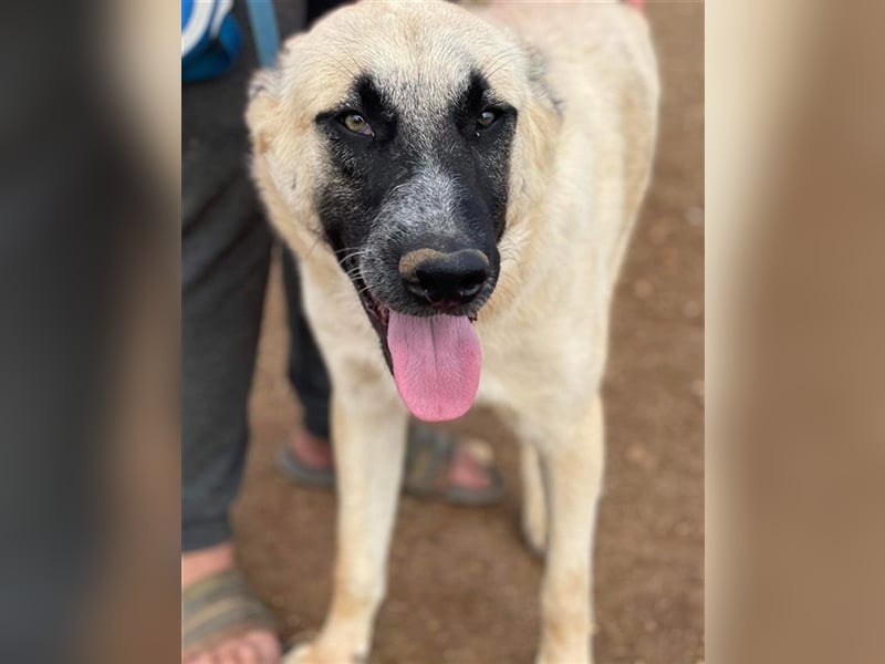 Romero, geb. ca. 12/2021, lebt in GRIECHENLAND, auf einem Gelände, auf dem die Hunde notdürftig vers