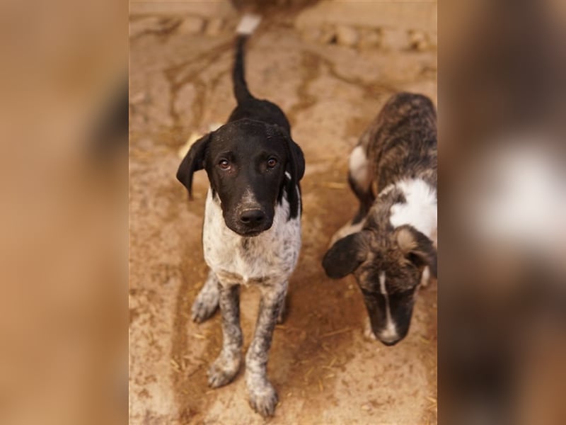 Tinu, geb. ca. 07/2023, lebt in GRIECHENLAND, im städt. Tierheim Serres