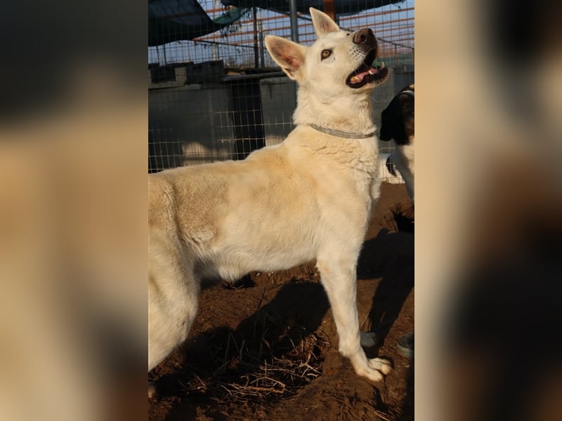 Luuk, geb. ca. 12/2018, lebt in GRIECHENLAND, im städt. Tierheim Serres