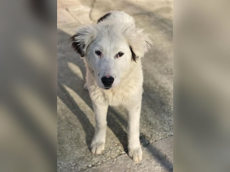 Canja, geb. ca. 08/2022, lebt in GRIECHENLAND, im städt. Tierheim Serres