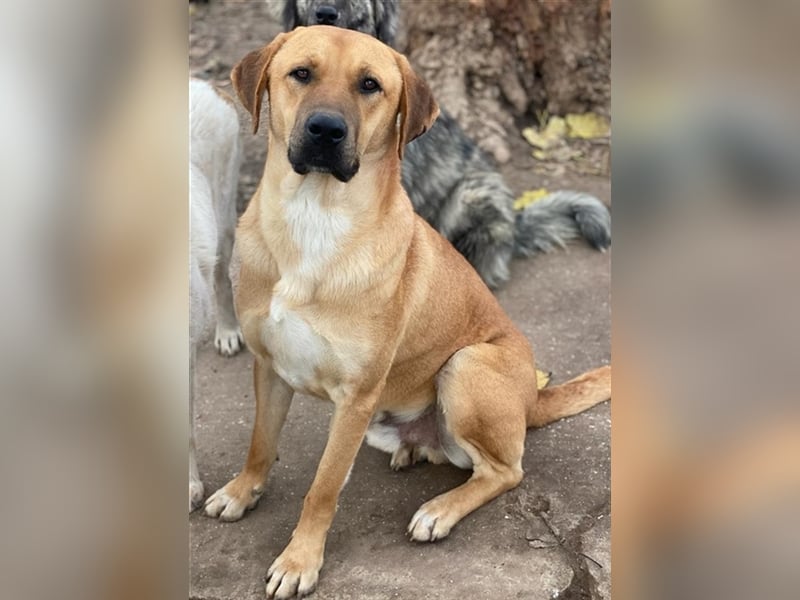 Nobu, geb. ca. 04/2021, lebt in GRIECHENLAND, im städt. Tierheim Serres