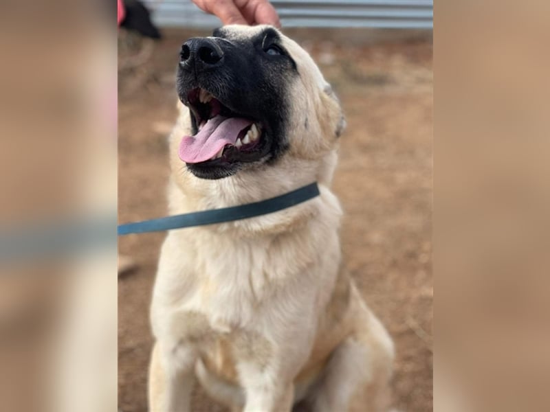 Romero, geb. ca. 12/2021, lebt in GRIECHENLAND, auf einem Gelände, auf dem die Hunde notdürftig vers